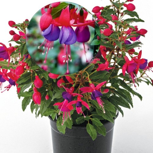 Fuchsia 'Leonita Double Rose-Blue' - Fuksia 'Leonita Double Rose-Blue' P9/0,55L